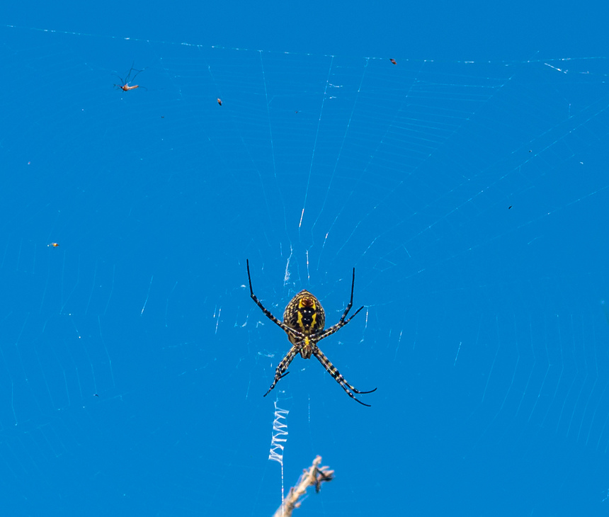Аргиопа — кипрский ядовитый паук-оса: фото 14