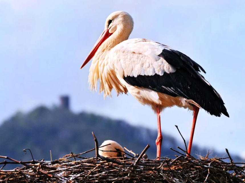 10 самых красивых и редких птиц, встречающихся на Кипре: фото 3