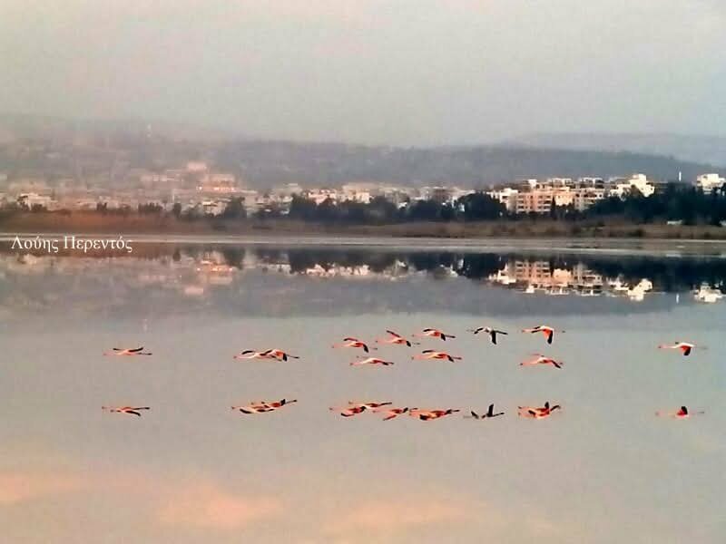 На Соленое озеро Ларнаки прилетели первые фламинго: фото 2 На Соленое озеро Ларнаки прилетели первые фламинго: фото 2