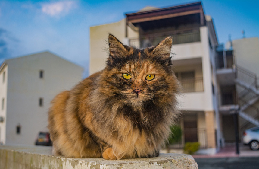 Пушистое чудо: кипрские кошки, которые не оставят равнодушным абсолютно никого!: фото 35