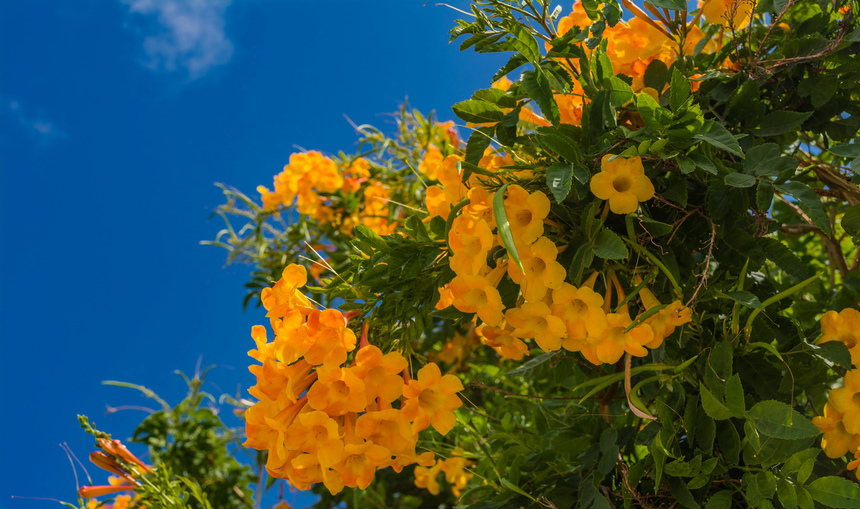 На Кипре цветет кампсис!: фото 32