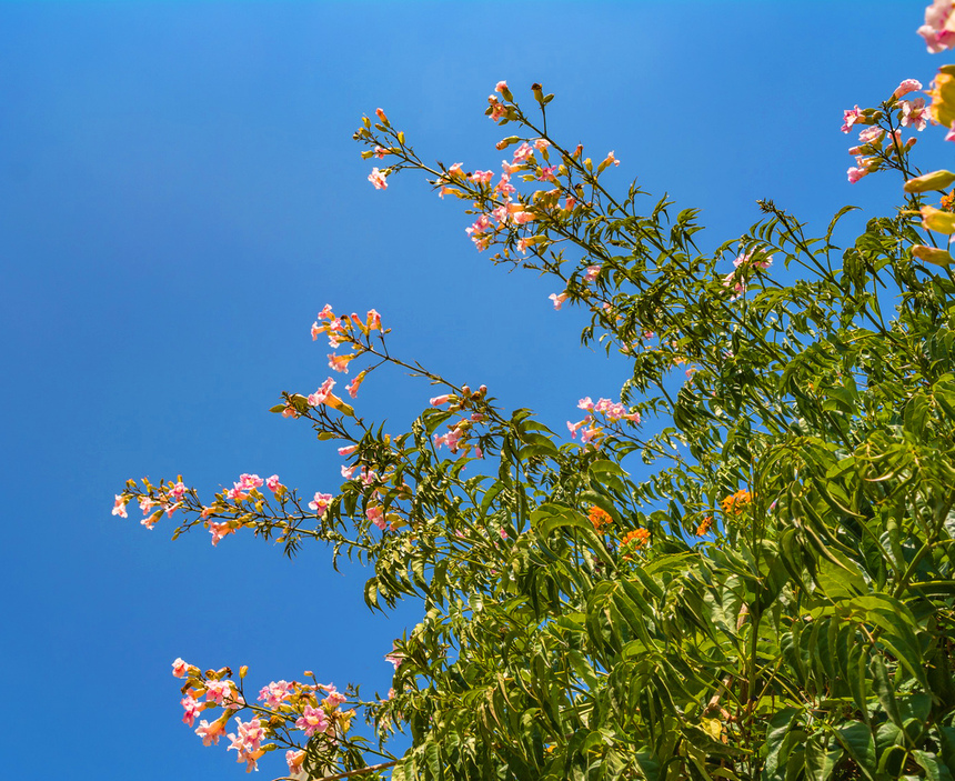 Подранея Рикасоля - кипрская лиана с розовыми колокольчиками: фото 15