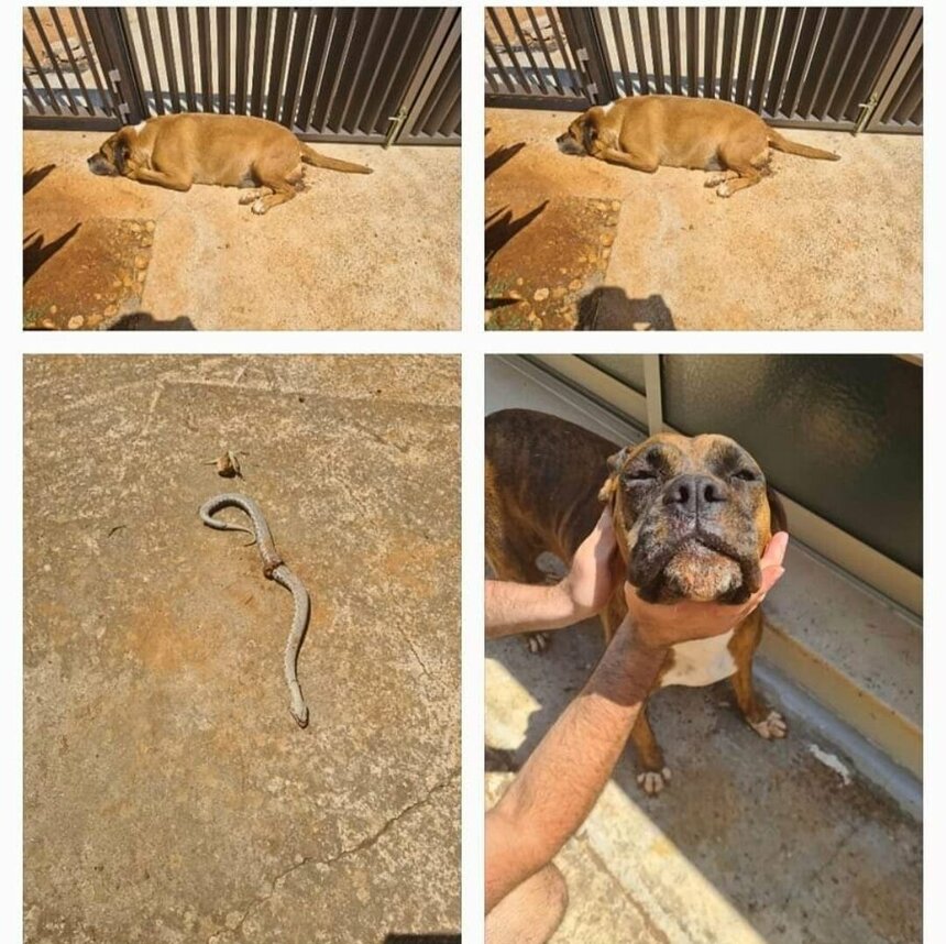 Собака мэра Айя-Напы умерла от укуса змеи: фото 2