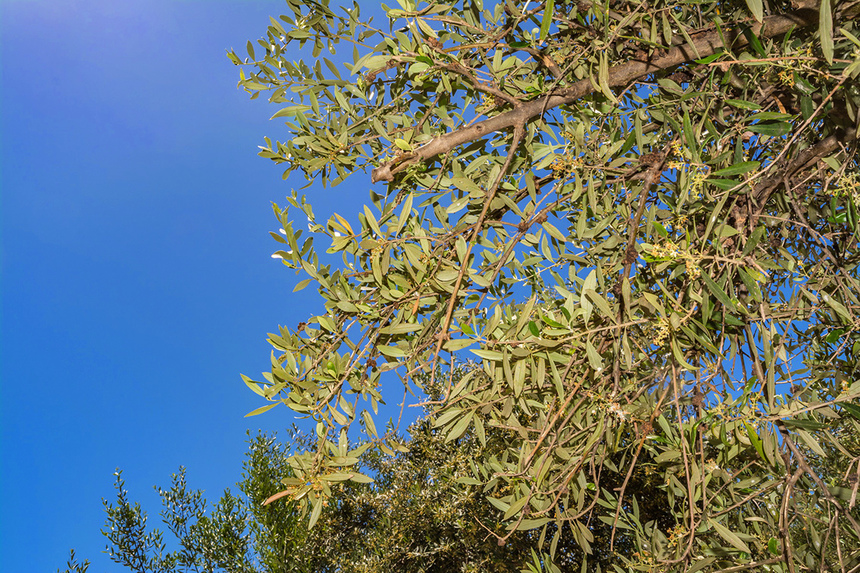 В мае на Кипре в цвету оливковые деревья! : фото 22