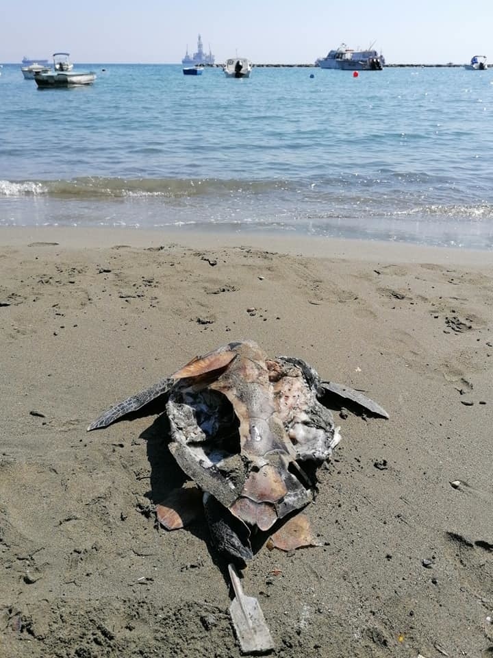 На Кипре обнаружили очередную мертвую черепаху: фото 5