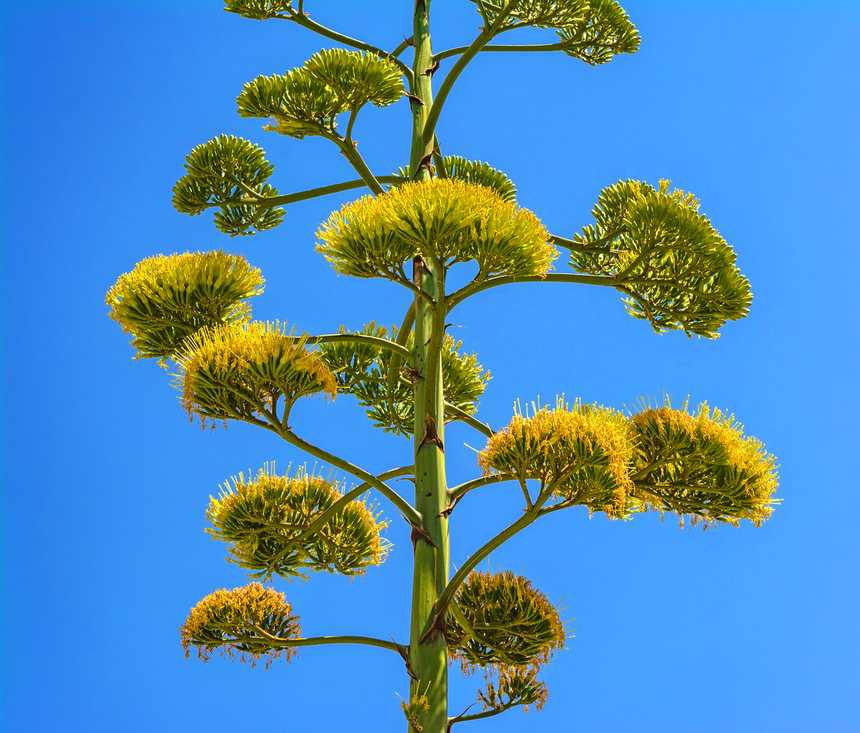 Агава — чрезвычайно полезное и уникальное кипрское растение: фото 41