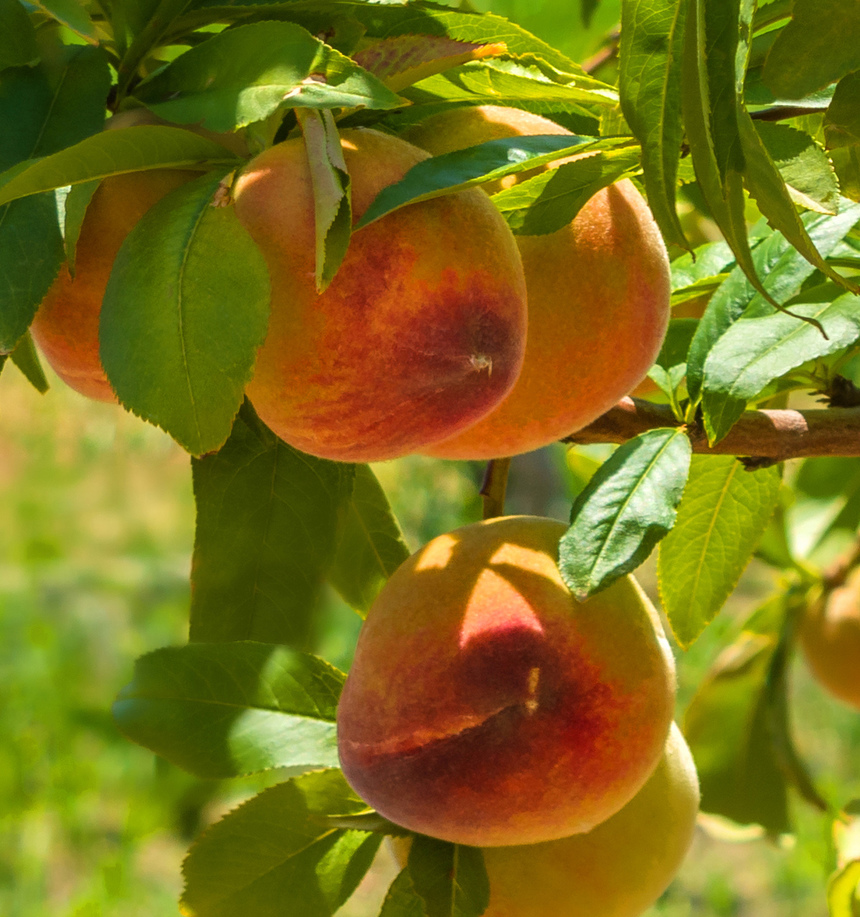 Не пропустите! На Кипре начался сезон сбора персиков: фото 3