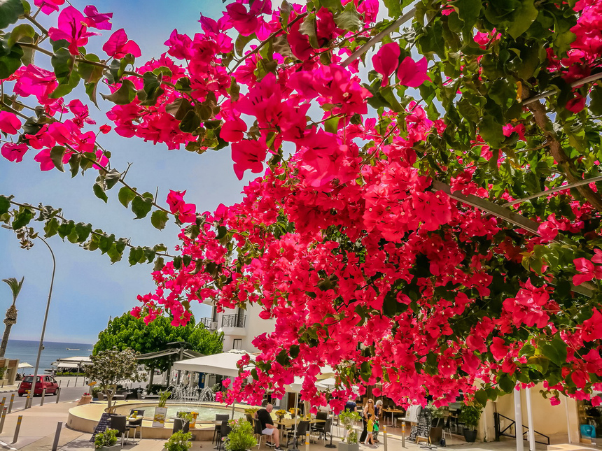 Потрясающее зрелище - цветущая бугенвиллия на Кипре: фото 5
