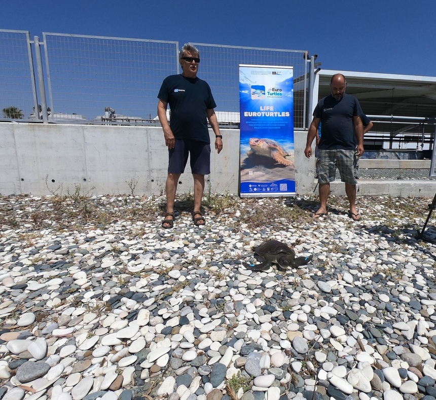 На Кипре в море была выпущена черепаха Элпида: фото 3