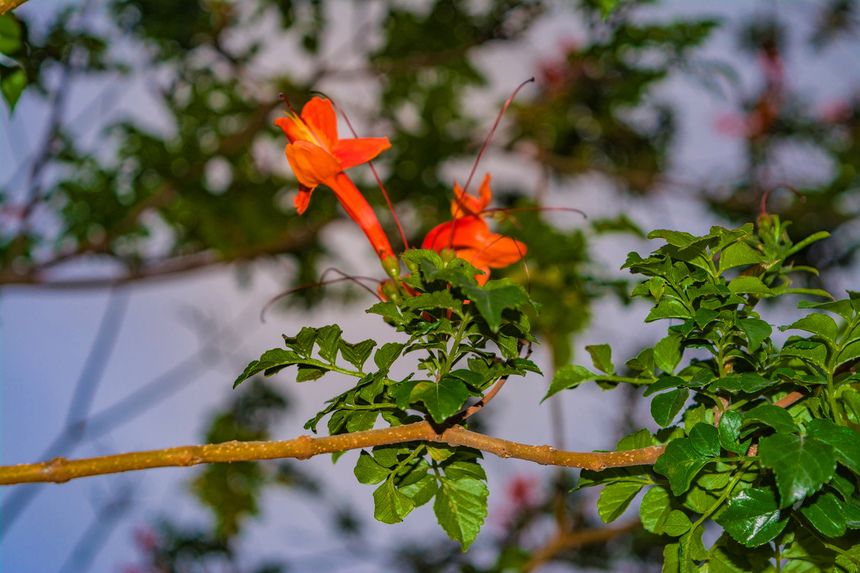 Цветущий Кипр весной: Текомария капская: фото 14