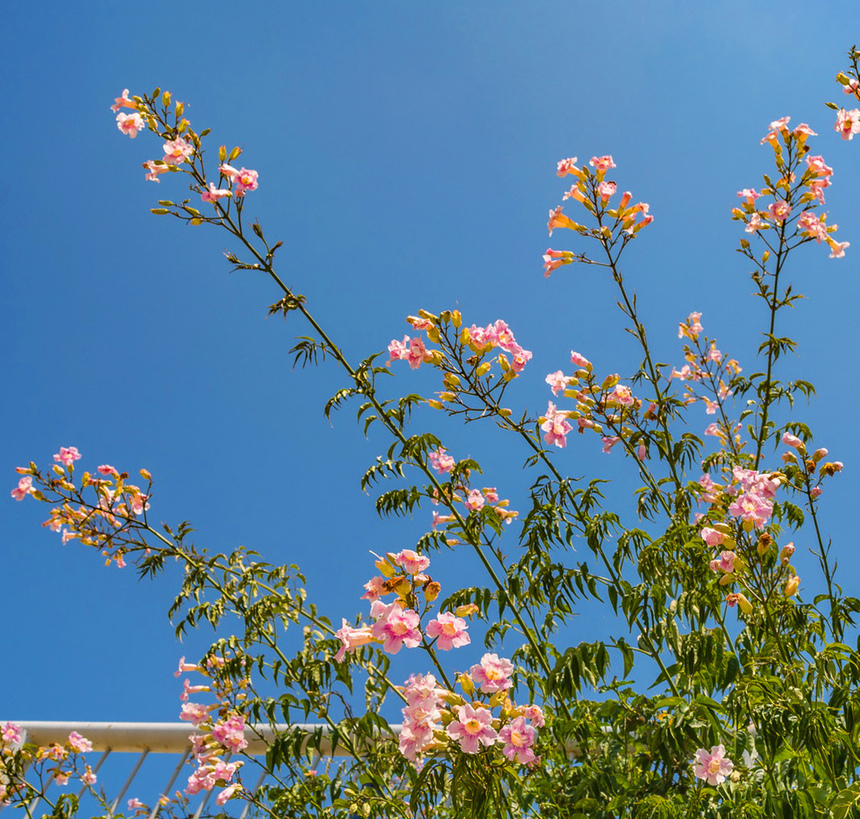 Подранея Рикасоля - кипрская лиана с розовыми колокольчиками: фото 6