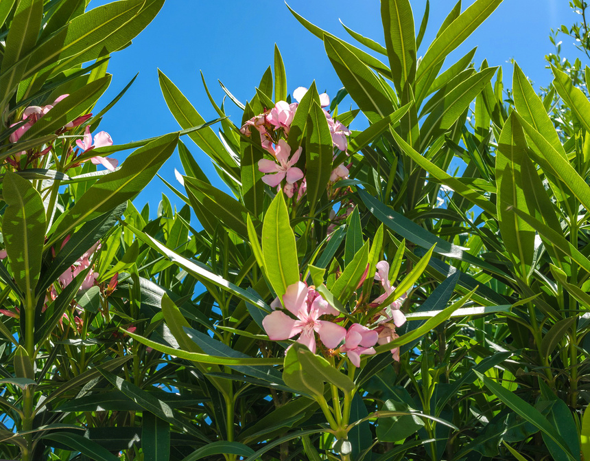 Олеандр — кипрский цветок-загадка: фото 7
