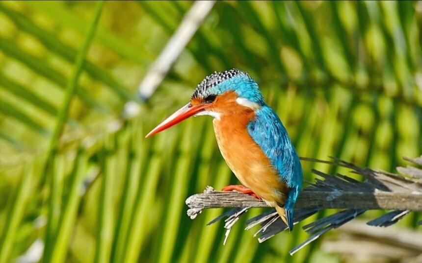 10 самых красивых и редких птиц, встречающихся на Кипре: фото 4