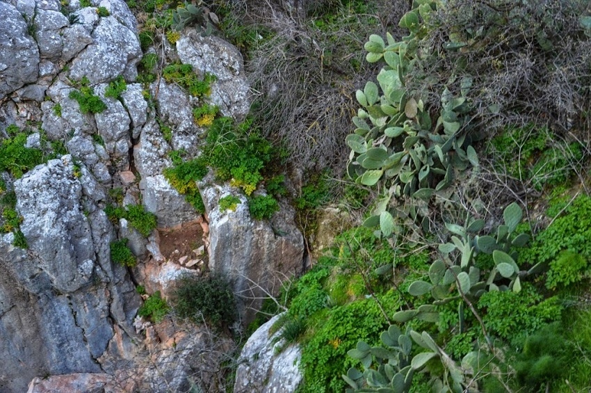 Путешествие по традиционным деревушкам Кипра. Эпископи. Часть 1: фото 45
