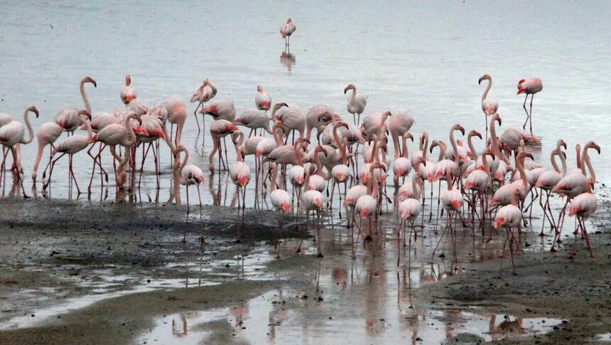 На Кипр прилетели тысячи фламинго: фото 5