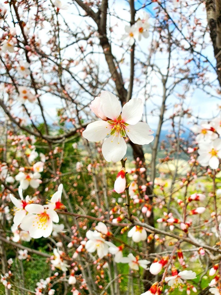 На Кипре в разгаре волшебное и фантастически красивое время цветения миндаля: фото 21