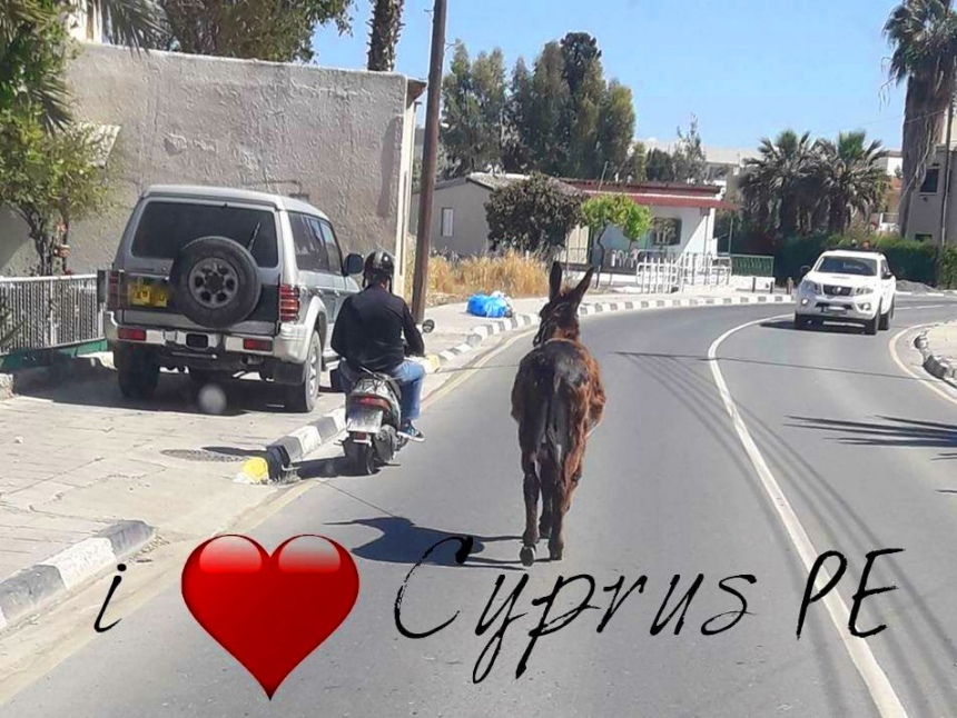 "Ехали медведи на велосипеде": Курьезные и странные случаи на кипрских дорогах! : фото 116