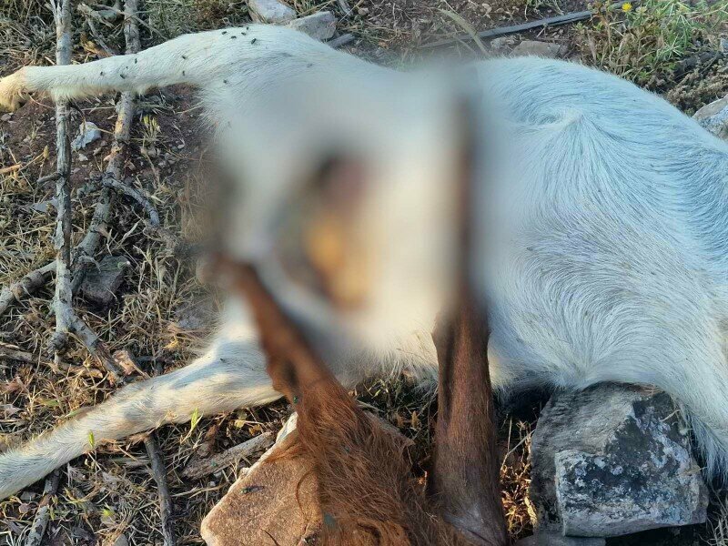 Охотничьи псы убивают беззащитных козочек и овец: фото 2