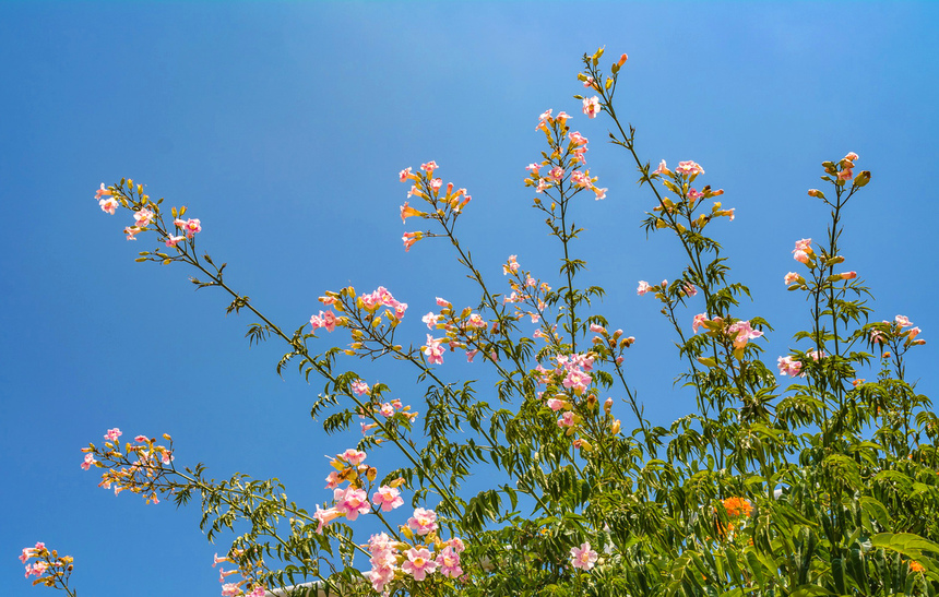 Подранея Рикасоля - кипрская лиана с розовыми колокольчиками: фото 18