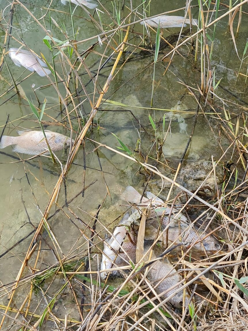 В водохранилище Ахны обнаружены десятки мертвых рыб: фото 2