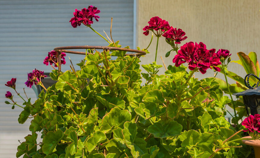 Десять распространенных многолетних цветов для украшения кипрских садов и балконов: фото 6