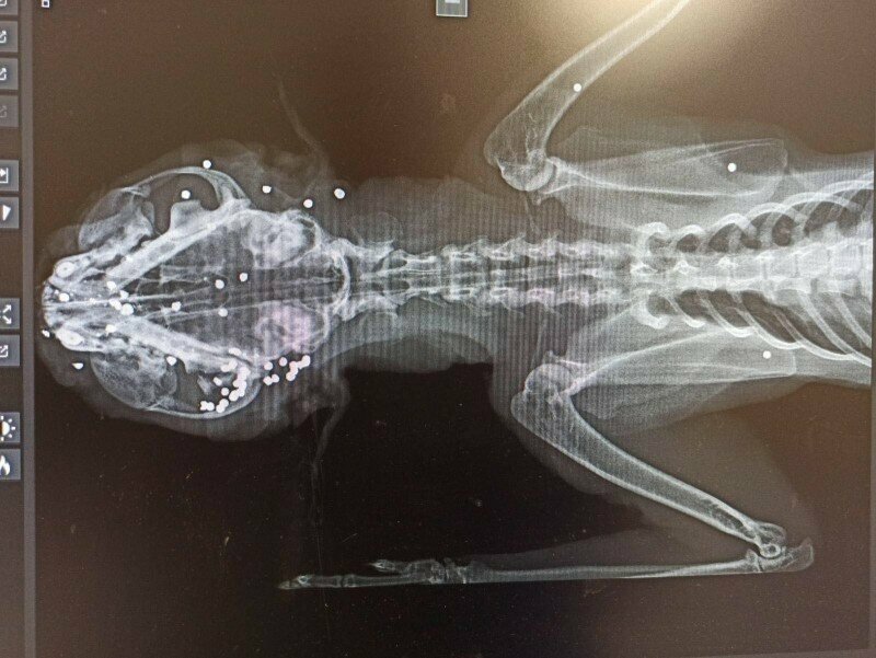 Живодеры расстреляли котенка из ружья в Какопетрии: фото 3