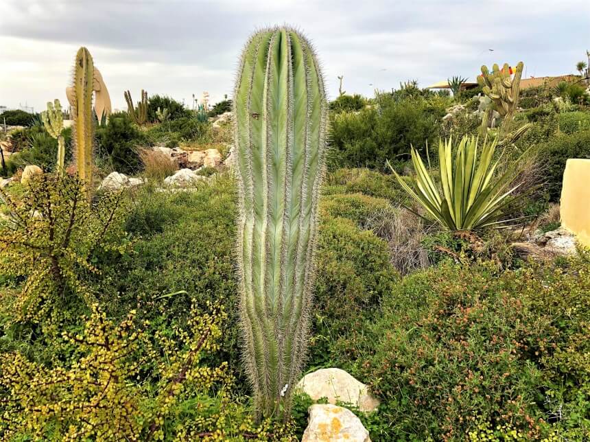 Ayia Napa Cactus Park - парк кактусов, средиземноморских растений и суккулентов в Айя-Напе: фото 14