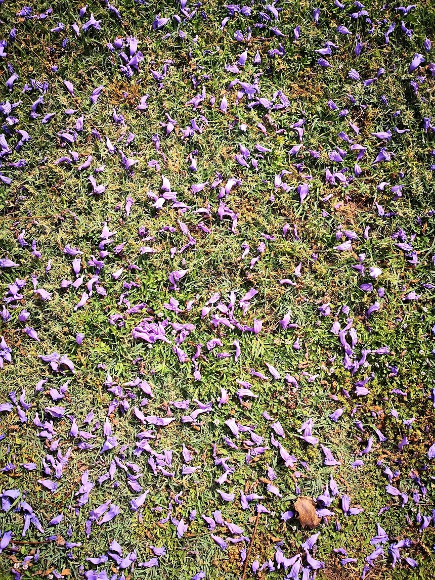 Безудержные колокольчики: весной на Кипре цветет жакаранда: фото 7