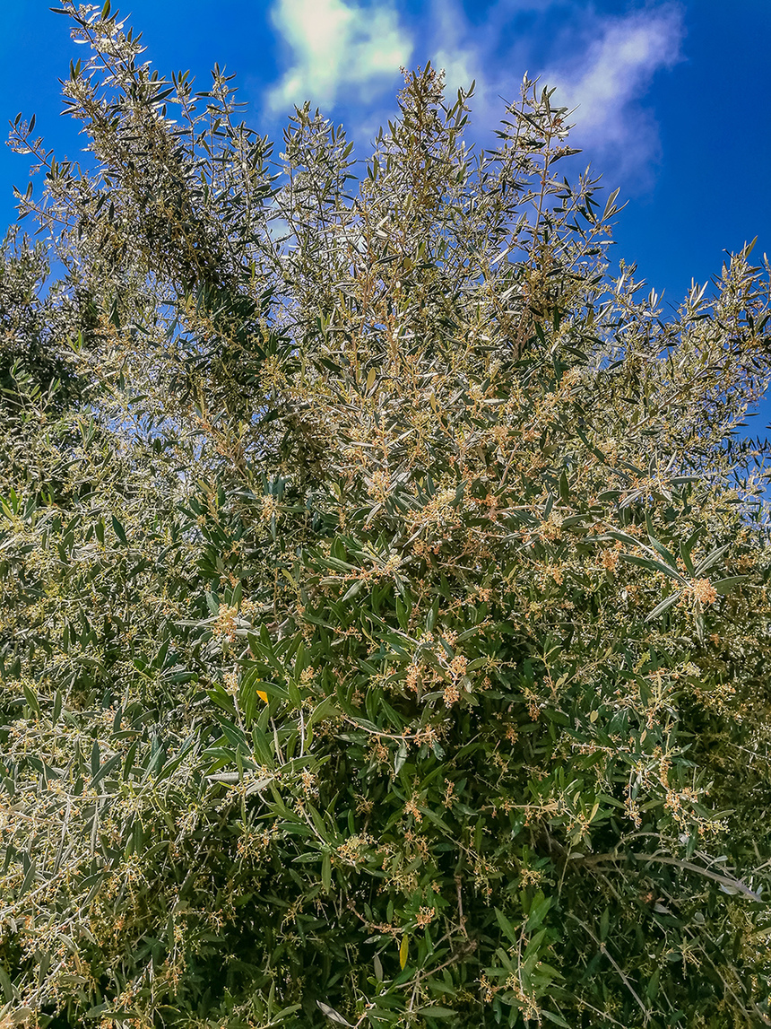В мае на Кипре в цвету оливковые деревья! : фото 17