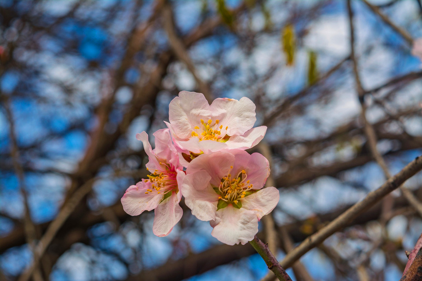 Цветение миндаля на Кипре — признак наступающей весны! : фото 17