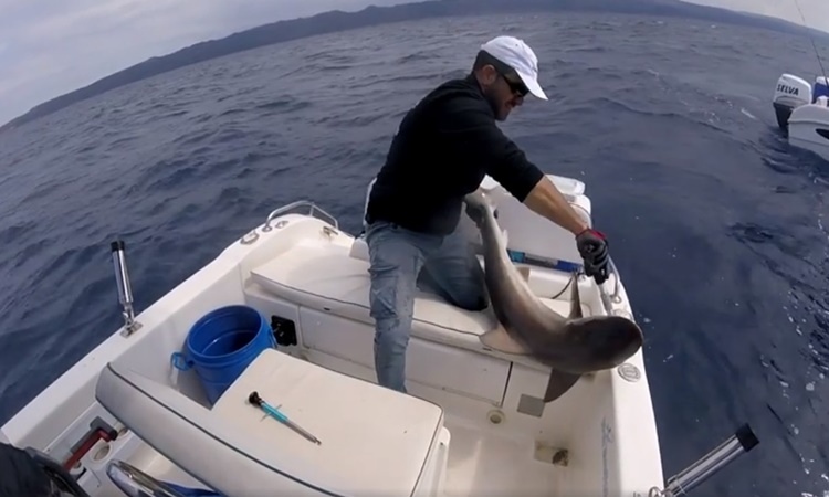Невероятно! У берегов Кипра поймали акулу: фото 3