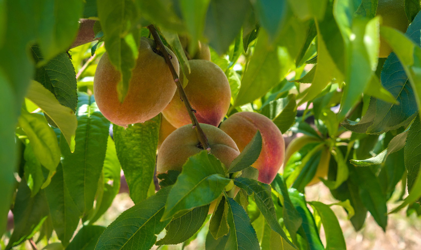 Не пропустите! На Кипре начался сезон сбора персиков: фото 14