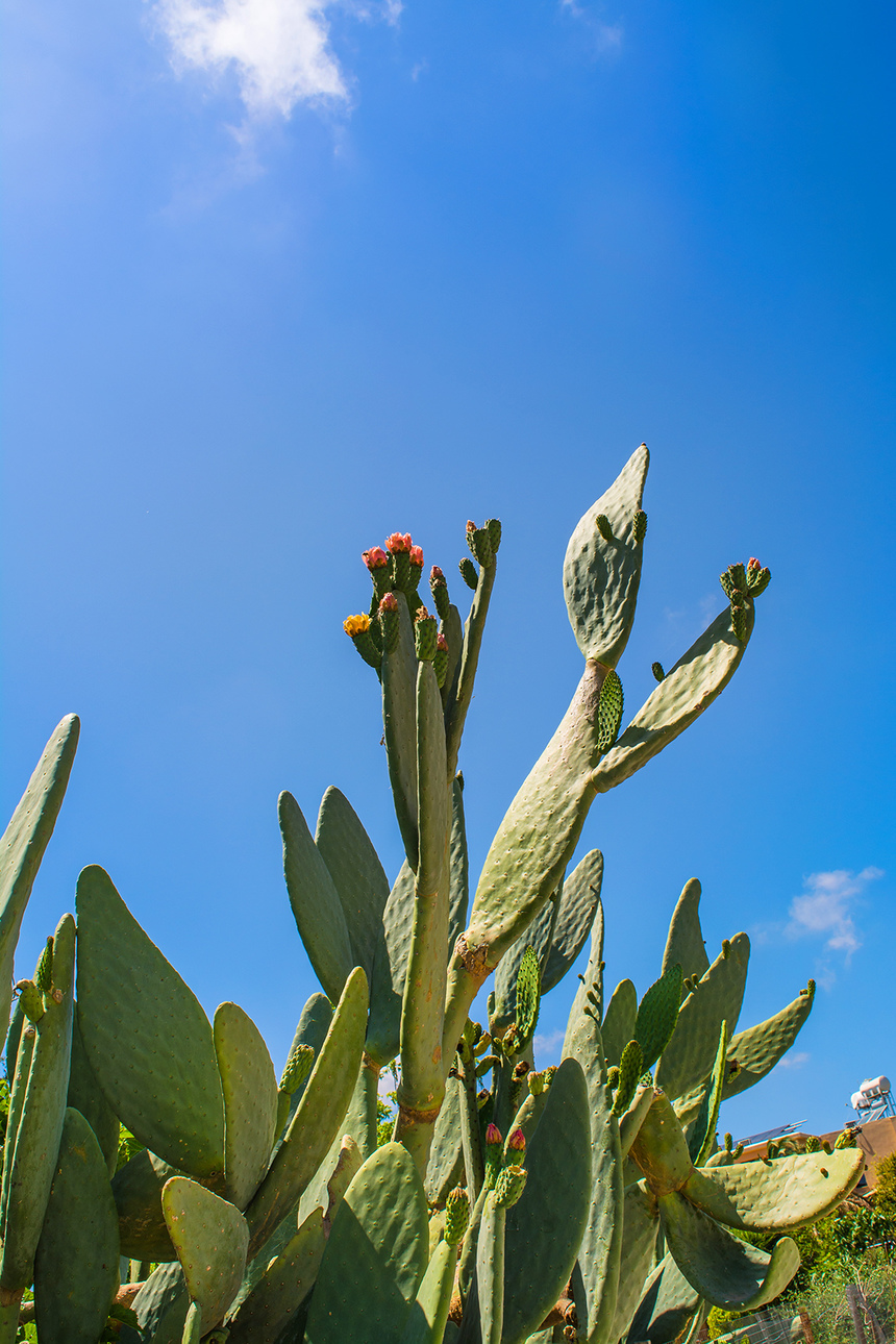 На Кипре цветет вкусный кактус опунция! : фото 15