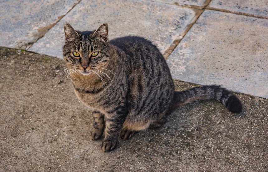 Пушистое чудо: кипрские кошки, которые не оставят равнодушным абсолютно никого!: фото 46