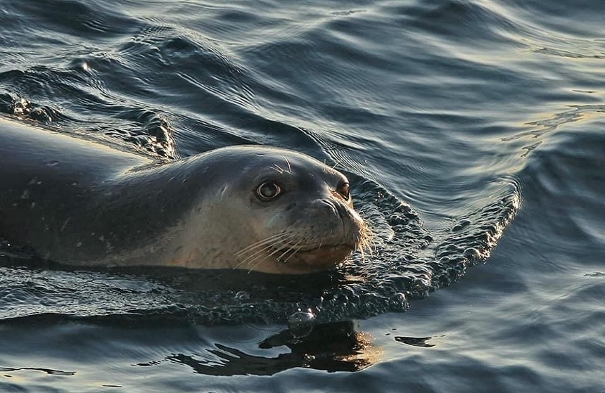 Кипрские тюлени — самые фотогеничные в мире! (фото) : фото 2