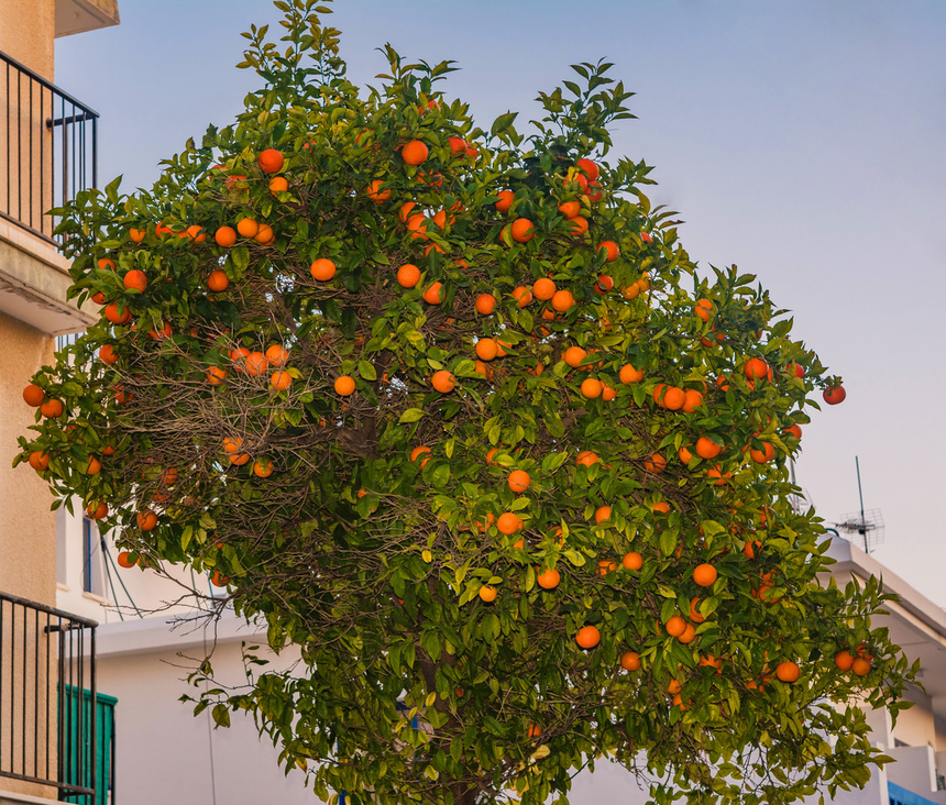 Март - ароматный сезон цветения апельсинов на Кипре!: фото 10