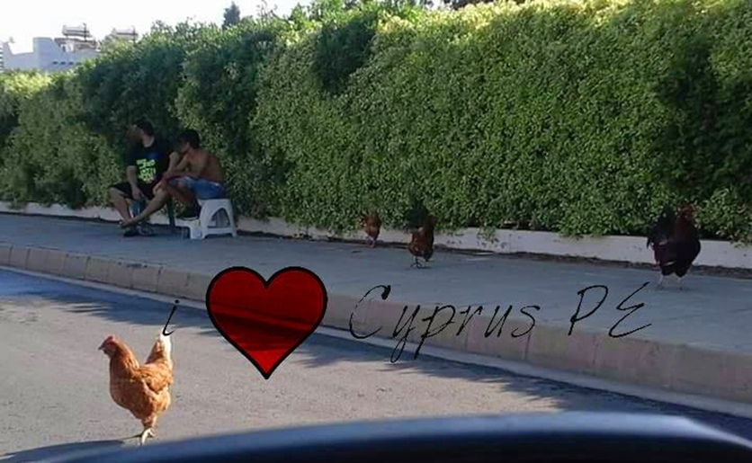 "Ехали медведи на велосипеде": Курьезные и странные случаи на кипрских дорогах! : фото 113