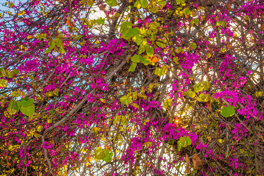 На Кипре покрылось цветами волшебное Иудино дерево!: фото 16