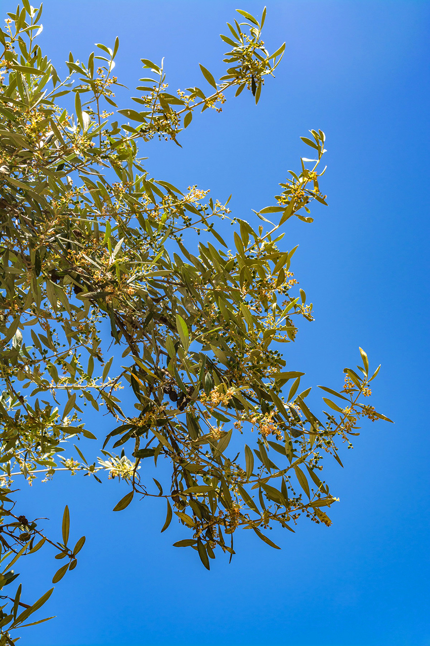 В мае на Кипре в цвету оливковые деревья! : фото 8
