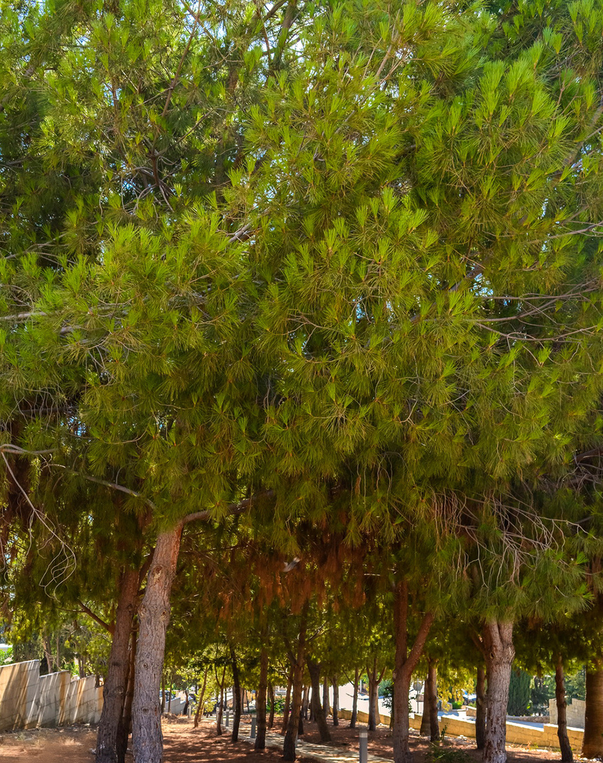 Отдых в тени кипрской сосны: парк с красочной детской площадкой в деревне Куклия на Кипре: фото 3