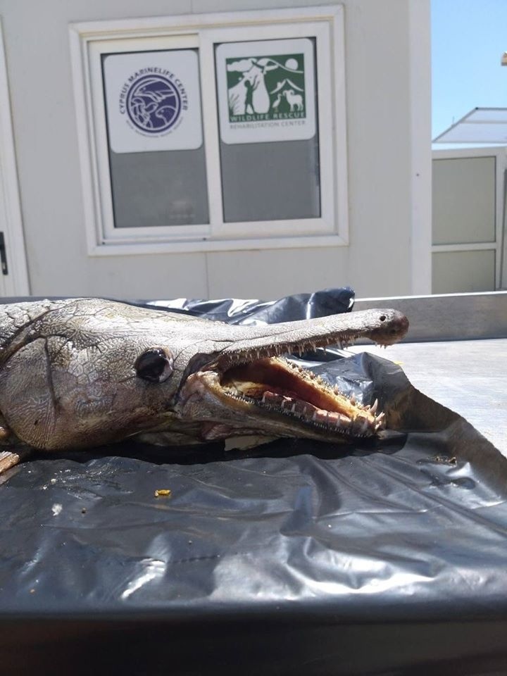 На Северном Кипре поймали рыбу-чудовище: фото 4