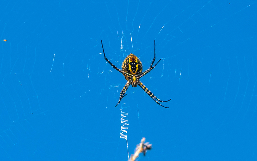 Аргиопа — кипрский ядовитый паук-оса: фото 6