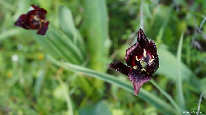 В Акамасе расцвели редкие тюльпаны Tulipa akamasica (Фото): фото 7