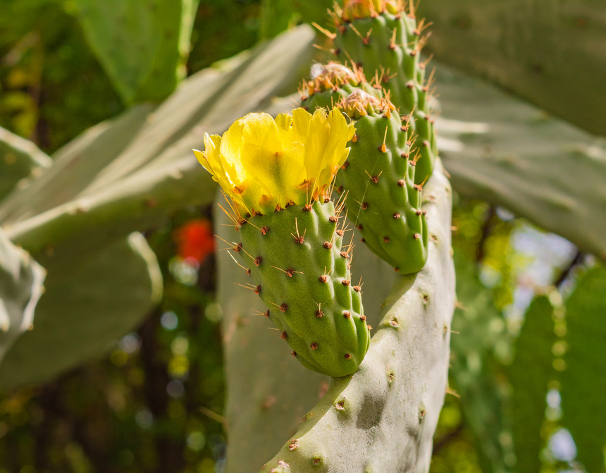 На Кипре цветет вкусный кактус опунция! Пробовали?: фото 6
