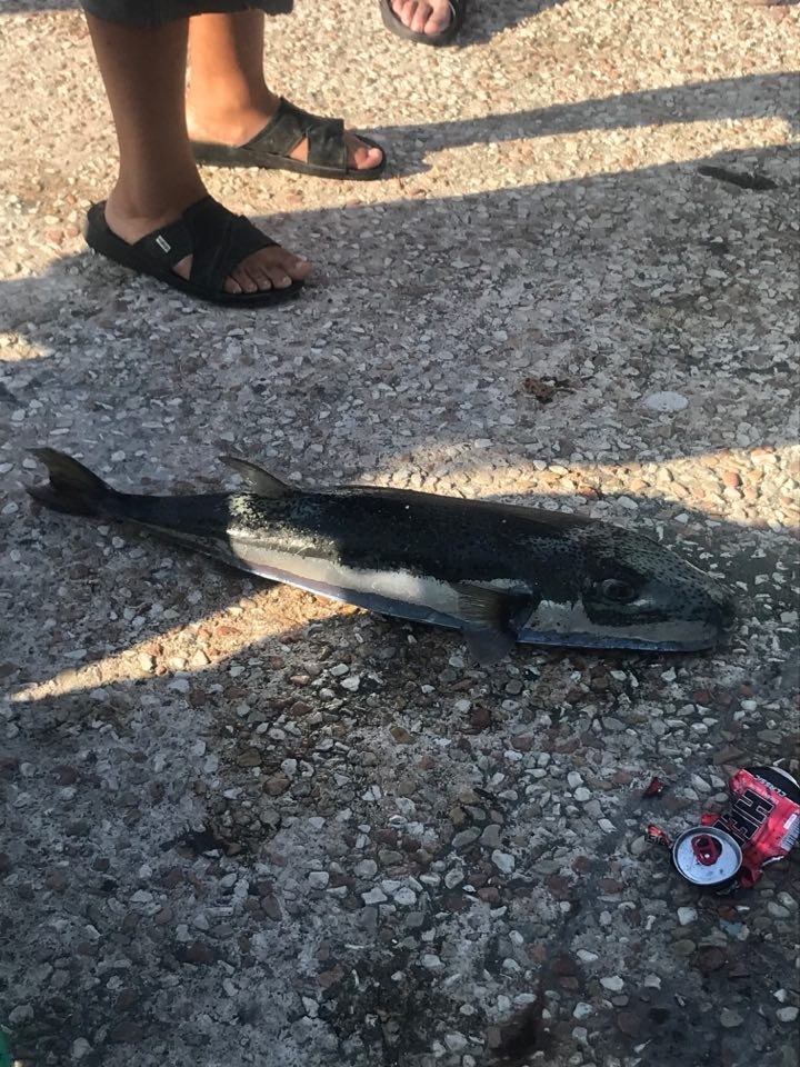 В Лимассоле смертельно ядовитая рыба покушалась на туристку: фото 4