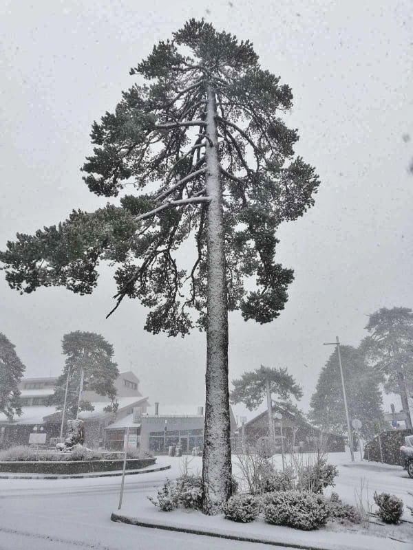 Ура! В Троодосе выпал снег: фото 9