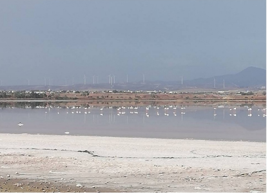 На соленое озеро Алики в Ларнаке прилетели фламинго (фото и видео): фото 5