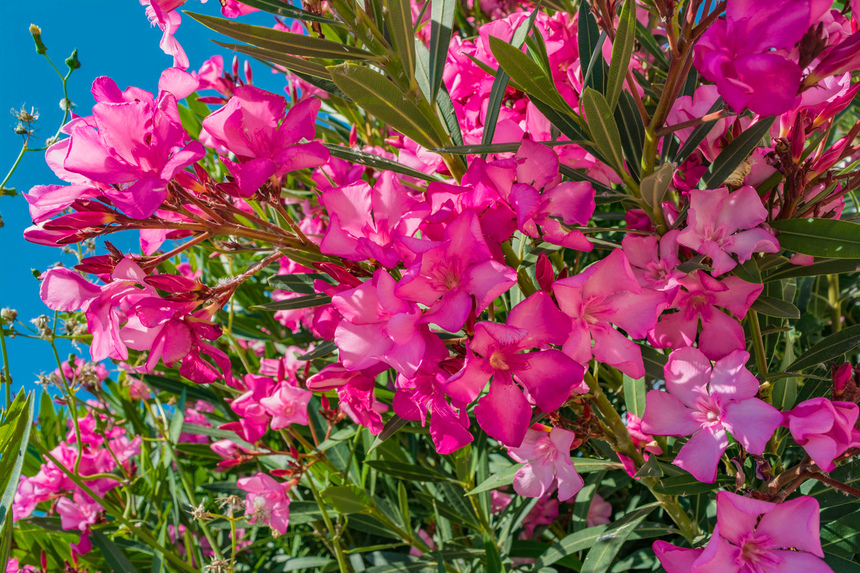 Олеандр — кипрский цветок-загадка: фото 5