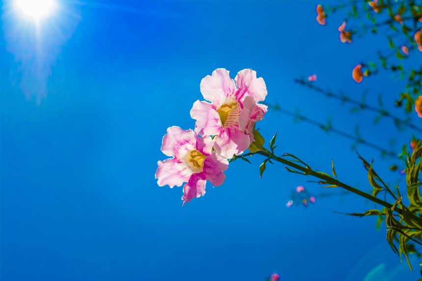 Подранея Рикасоля - кипрская лиана с розовыми колокольчиками: фото 5