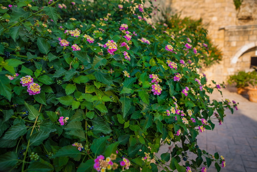 Като Вриси - легендарное место на Кипре, где находились Священные сады богини Афродиты: фото 36